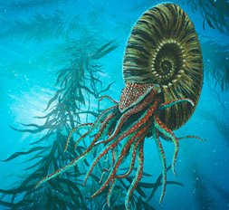 Ammonites del Morro Solar