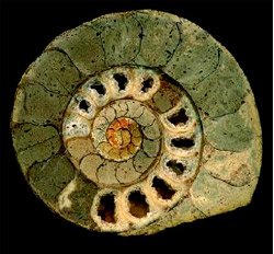 Corte transversal de un ammonite