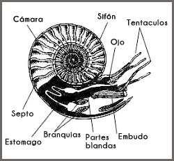 Estructura de un ammonite fósil