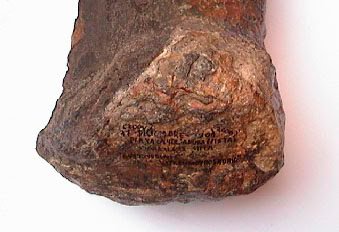 Pliosaurio del Morro Solar en Chorrillos